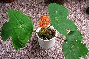 червен Цвете Перегрина, Подагра Растение, Гватемала Ревен (Jatropha)  снимка