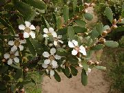 ახალი ზელანდია ჩაის ხის ყვავილების თეთრი