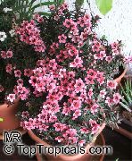 ροζ λουλούδι Νέα Ζηλανδία Τεϊόδεντρου (Leptospermum) φυτά εσωτερικού χώρου φωτογραφία