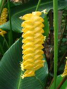 Calathea, Зебра Растение, Паун Растителна Цвете жълт
