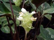 Calathea, Sebra Plante, Påfugl Anlegg Blomst hvit