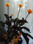 橙 花 竹芋，斑马厂，孔雀厂 (Calathea) 室内植物 照片