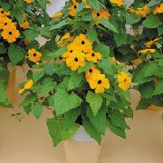 жовтий Квітка Тунбергия (Thunbergia alata) Кімнатні рослини фото