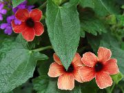 červená Květina Monokl Susan (Thunbergia alata) Pokojové rostliny fotografie