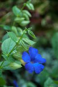 блакитний Квітка Тунбергия (Thunbergia alata) Кімнатні рослини фото