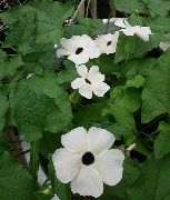 შავი თვალის Susan ყვავილების თეთრი