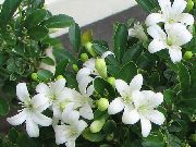 fehér Virág Fakéreg Fa, Narancs Jázmin (Murraya) Szobanövények fénykép