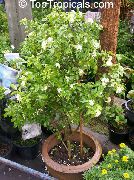 alb Floare Copac Coaja, Jessamine Portocaliu (Murraya) Oală Planta fotografie