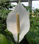 bijela Cvijet Mir Ljiljan (Spathiphyllum) Biljka u Saksiji foto