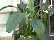 wit Bloem Vrede Lelie (Spathiphyllum) Kamerplanten foto