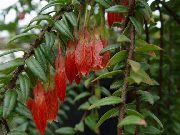 წითელი ყვავილების Agapetes  სახლი მცენარეთა ფოტო