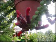 црвен Цвет Агапетес (Agapetes) Кућа Биљке фотографија