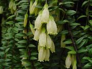 白 花 Agapetes  室内植物 照片