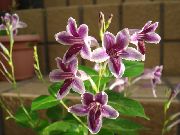 紫丁香 花 十万错属 (Asystasia) 室内植物 照片