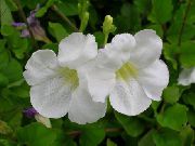 бял Цвете Asystasia  Стайни растения снимка
