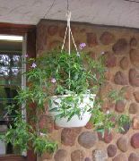 იასამნისფერი ყვავილების Asystasia  სახლი მცენარეთა ფოტო