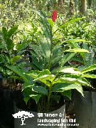 Κόκκινο Τζίντζερ, Κέλυφος Τζίντζερ, Ινδική Τζίντζερ λουλούδι κόκκινος