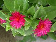 pembe çiçek Aptenia  Ev bitkileri fotoğraf