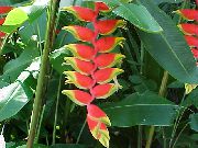 červená Květina Humr Dráp,  (Heliconia) Pokojové rostliny fotografie