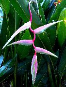 粉红色 花 龙虾爪， (Heliconia) 室内植物 照片