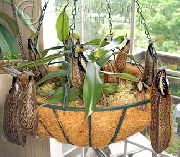 褐色 花 猴竹壶 (Nepenthes) 室内植物 照片