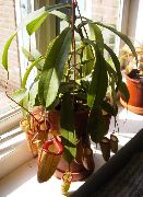 vermelho Flor Monkey Bamboo Jug (Nepenthes) Plantas de Casa foto