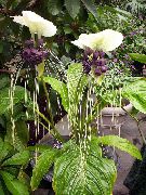 beyaz Zambak Yarasa Kafası, Yarasa Çiçeği, Şeytan Çiçek (Tacca) Ev bitkileri fotoğraf