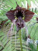 hnědý Bat Hlava Lilie, Bat Květ, Ďábel Květina (Tacca) Pokojové rostliny fotografie