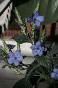 ljusblå Blomma Blå Salvia, Blå Eranthemum  Krukväxter foto