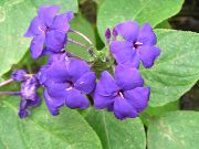 Salvia Azul, Azul Eranthemum Flor lila