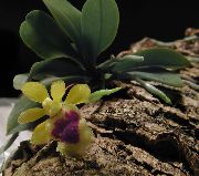 sárga Virág Haraella  Szobanövények fénykép