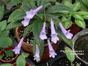 Chirita Flower lilac
