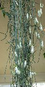 baltas žiedas Vyno Stiklo Vynmedis, Fontanas Gėlė, Parašiutas Augalų (Ceropegia) Kambariniai augalai nuotrauka