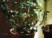 白 葡萄酒玻璃藤本植物，喷泉花，降落伞厂 (Ceropegia) 室内植物 照片