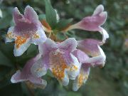 sārts Zieds Abelia  Telpaugi foto