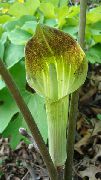 zelena Cvijet Zmaj Arum, Kobra Biljka, Američki Probudite Robin, Utičnica U Propovjedaonica (Arisaema)  foto