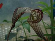 maro Floare Dragon Arum, Planta Cobra, American Robin Trezire, Jack În Amvon (Arisaema) Oală Planta fotografie