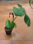 褐色 花 龙魔芋，眼镜蛇工厂，美国之后知更鸟，杰克在讲坛 (Arisaema) 室内植物 照片