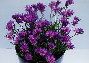 紫丁香 狒狒花，狒狒根 (Babiana) 室内植物 照片