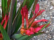 赤 フラワー ヒヒの花、ヒヒルート (Babiana) 観葉植物 フォト