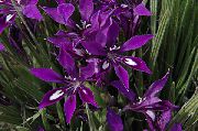 purpurowy Kwiat Babiana  Rośliny domowe zdjęcie