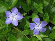 gaiši zils Zieds Madagaskara Karmirte, Vinca  Telpaugi foto