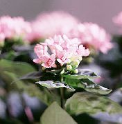 Jasmine ქარხანა, ალისფერი Trumpetilla ყვავილების ვარდისფერი