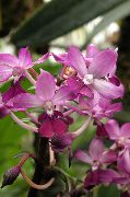 pembe çiçek Calanthe  Ev bitkileri fotoğraf