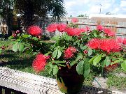 rød Blomst Røde Pudderkvast (Calliandra) Stueplanter foto