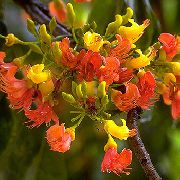 oranžna Cvet Castanospermum  Hiša Rastline fotografija