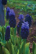 σκούρο μπλε λουλούδι Υάκινθος Σταφυλιών (Muscari) φυτά εσωτερικού χώρου φωτογραφία