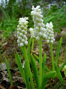 bijela Cvijet Grožđa Zumbul (Muscari) Biljka u Saksiji foto