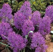 violet Floare Zambilă De Struguri (Muscari) Oală Planta fotografie