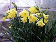dzeltens Zieds Narcises, Daffy Leju Dilly (Narcissus) Telpaugi foto